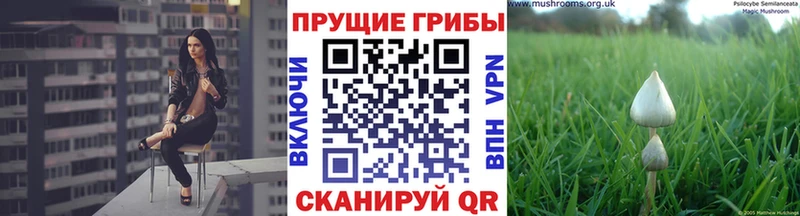 Галлюциногенные грибы Psilocybe  Боровск 